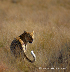 leopard resize.jpg